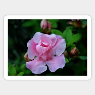 Raindrops On Pink Rose Sticker